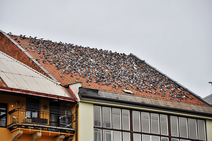 A2B Pest Control are able to install spikes to deter birds from roofs in Chislehurst. 