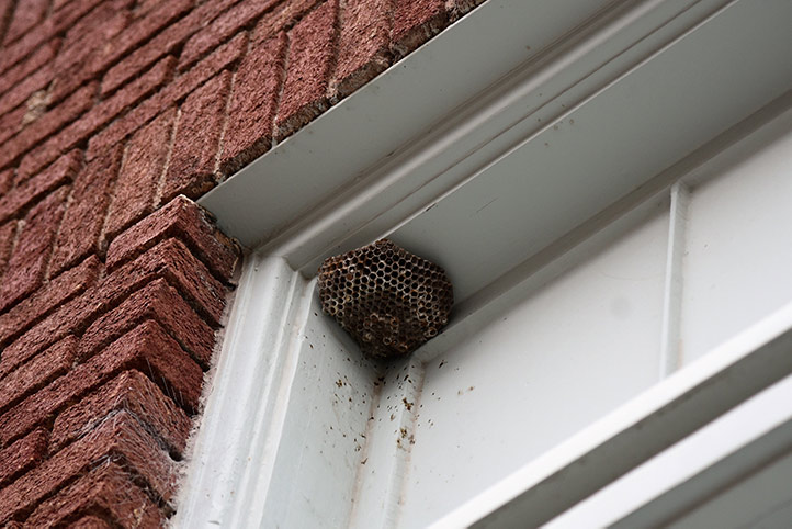 We provide a wasp nest removal service for domestic and commercial properties in Chislehurst.